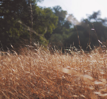 诺维奇不敌对手，降级形势严峻：金丝雀的挣扎与希望